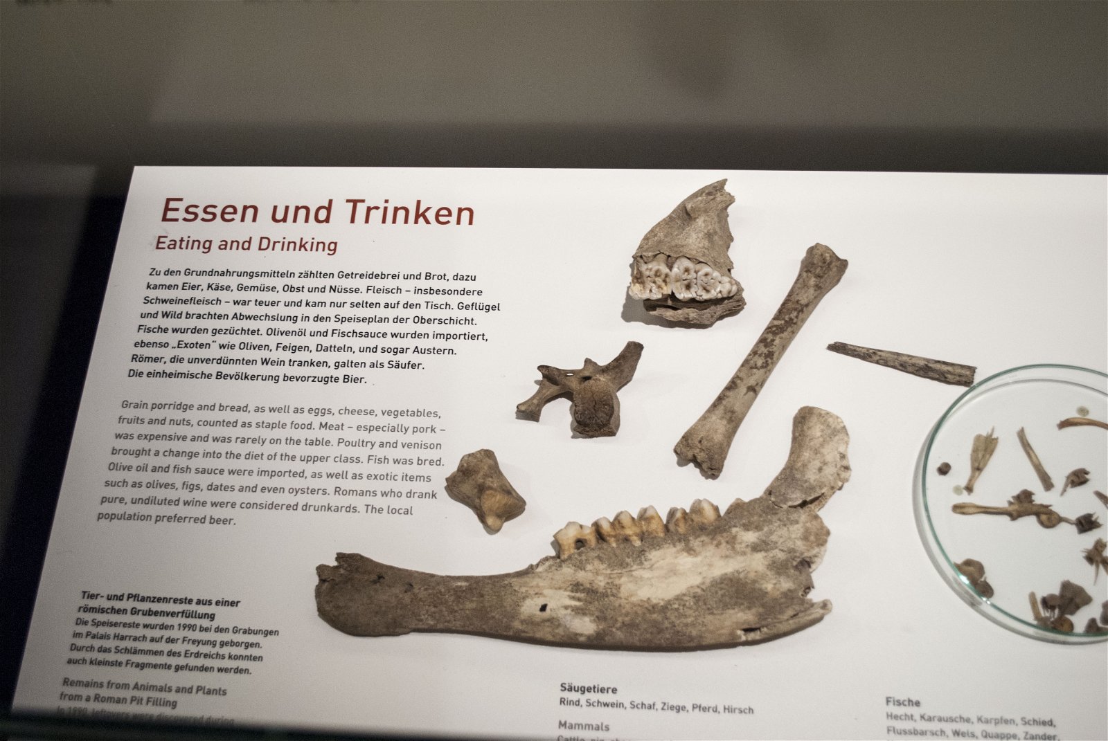 Roman Museum at the Hoher Markt