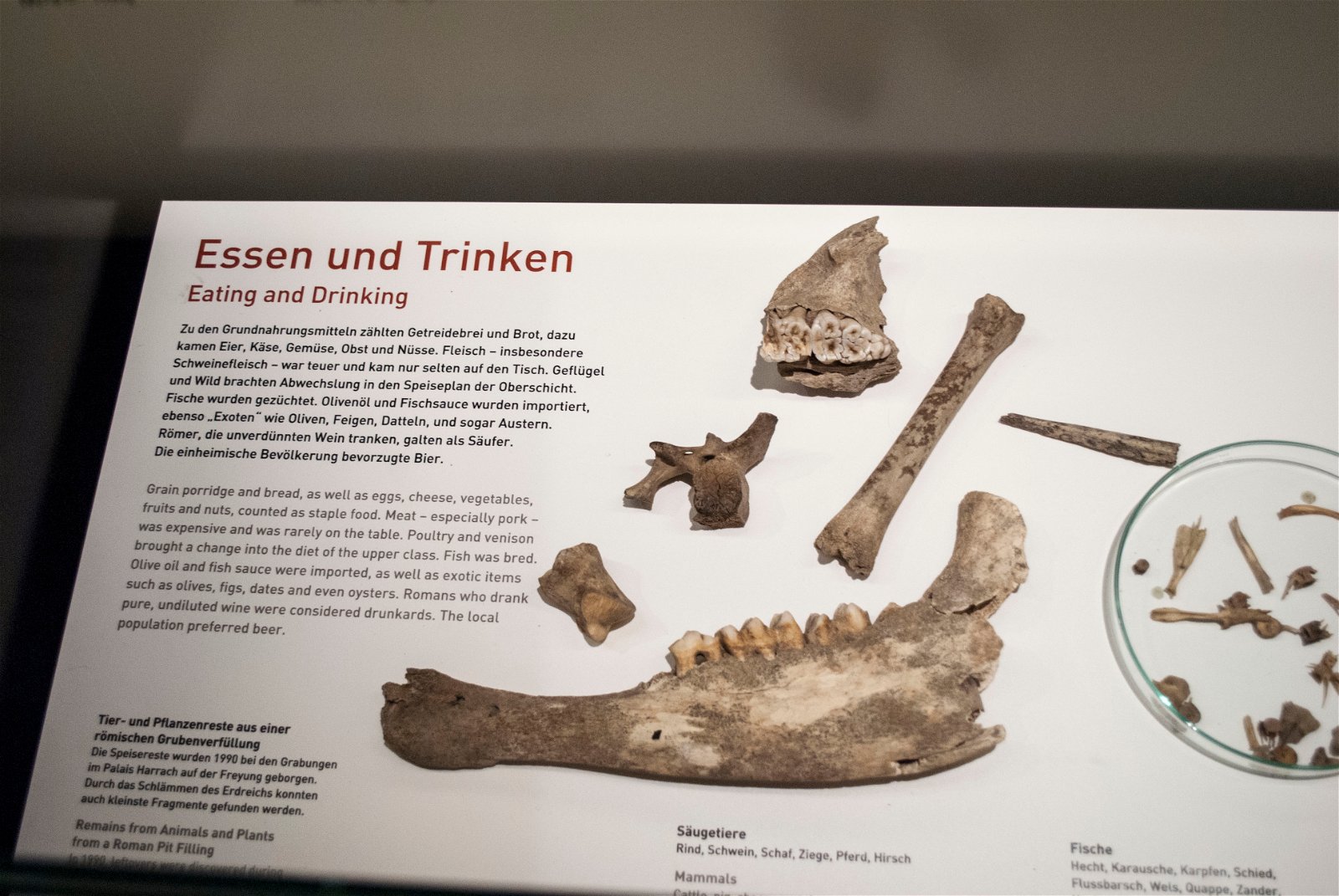 Roman Museum at the Hoher Markt