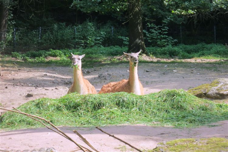 Tiergarten Nürnberg