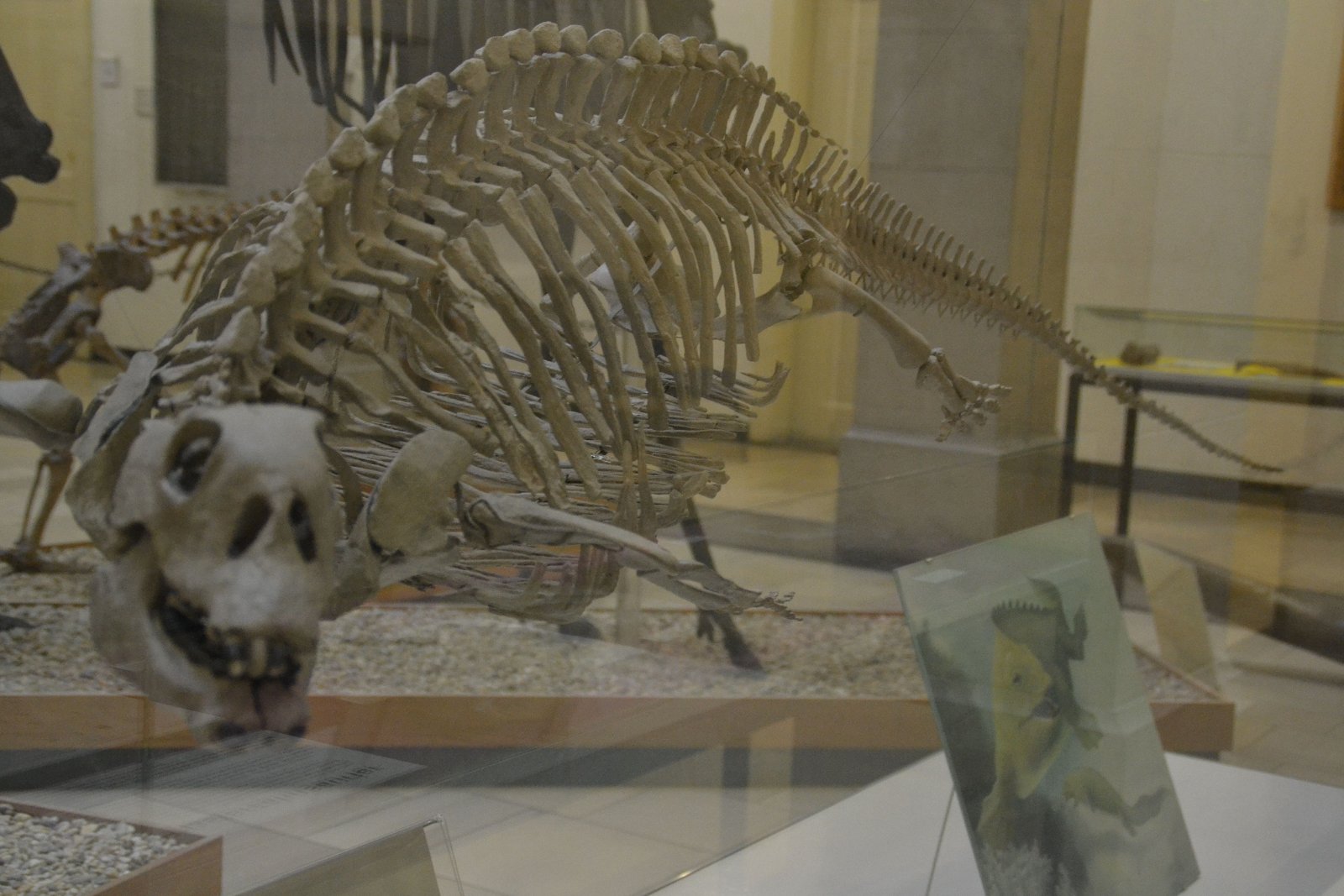 Paleontological Museum Munich