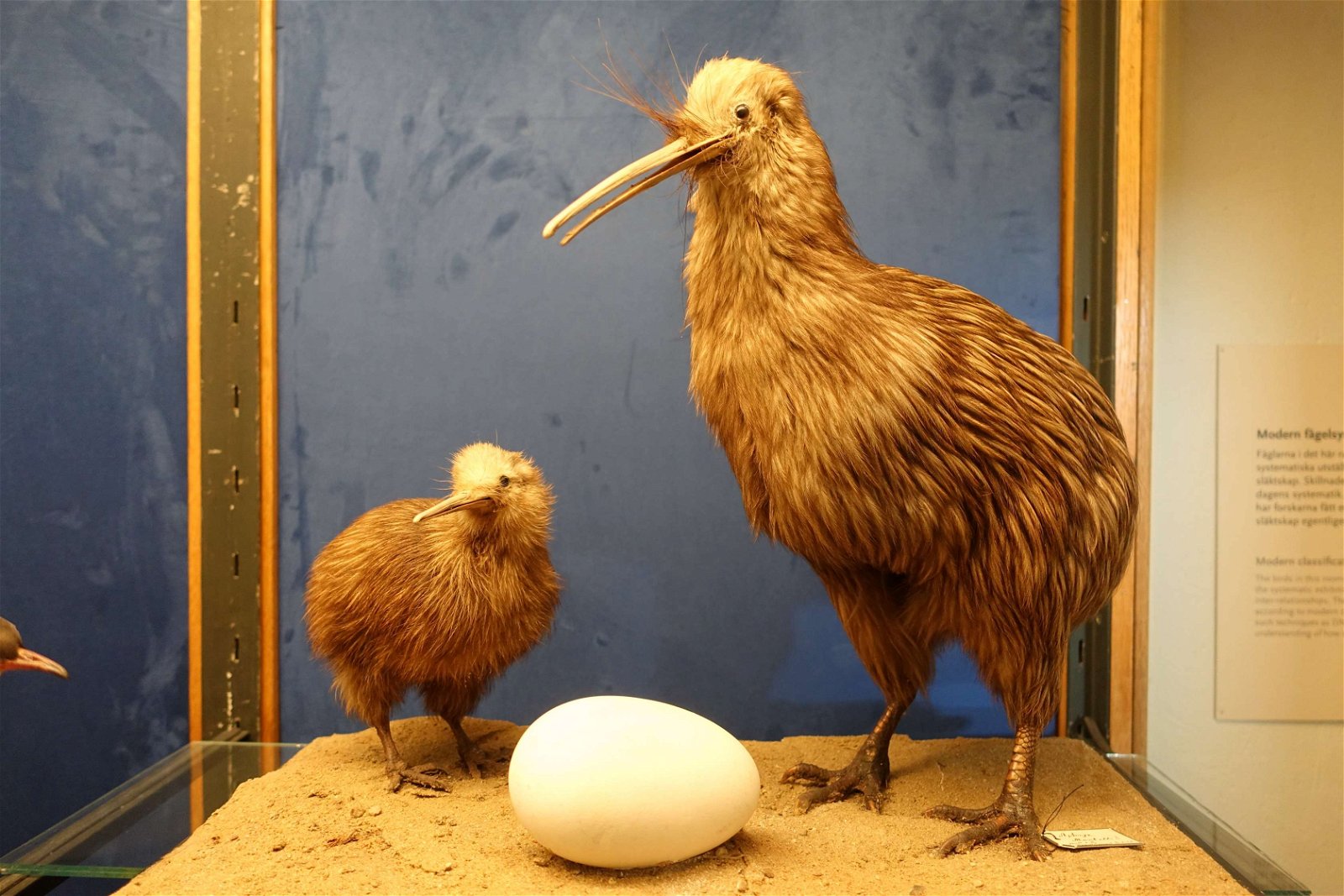 Swedish Museum of Natural History