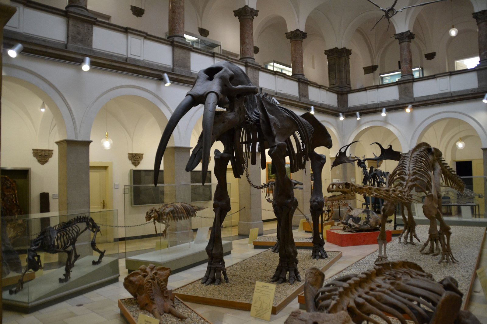 Paleontological Museum Munich