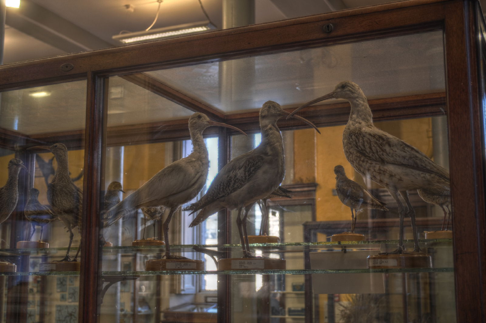 National Museum of Ireland, Merrion Street