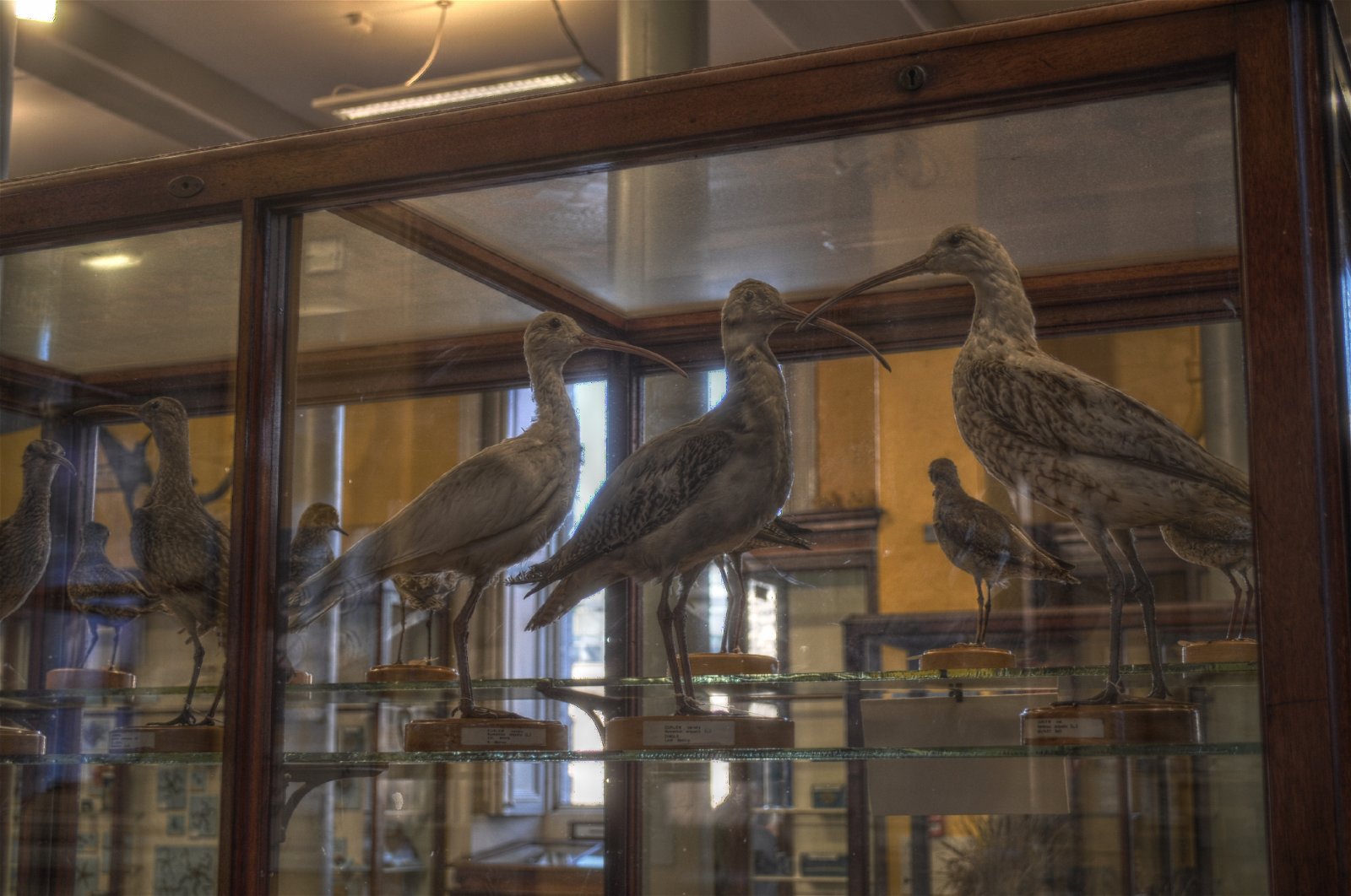 National Museum of Ireland - Natural History