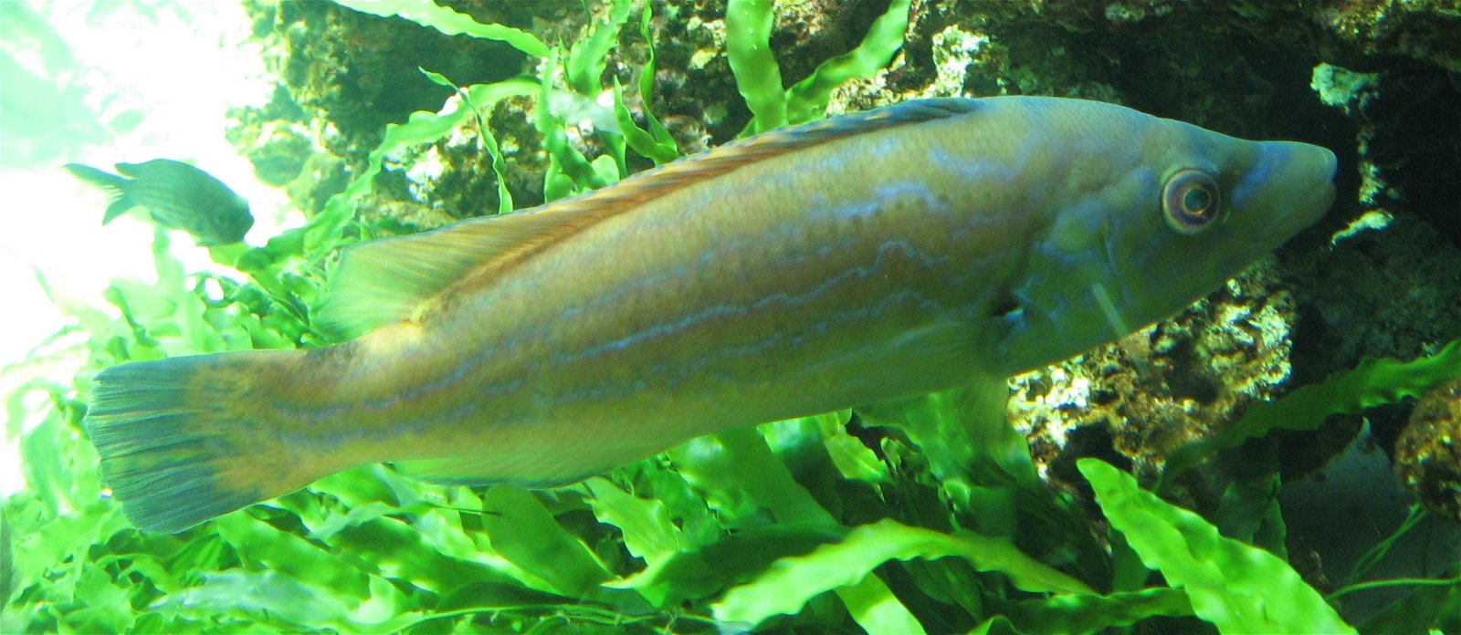 Aquarium de Paris - CineAqua