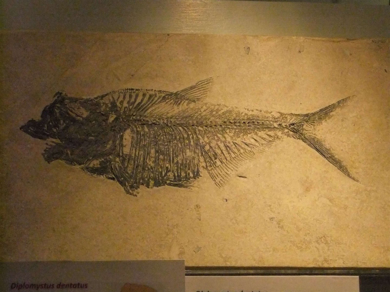 Wrexham County Borough Museum and Archives