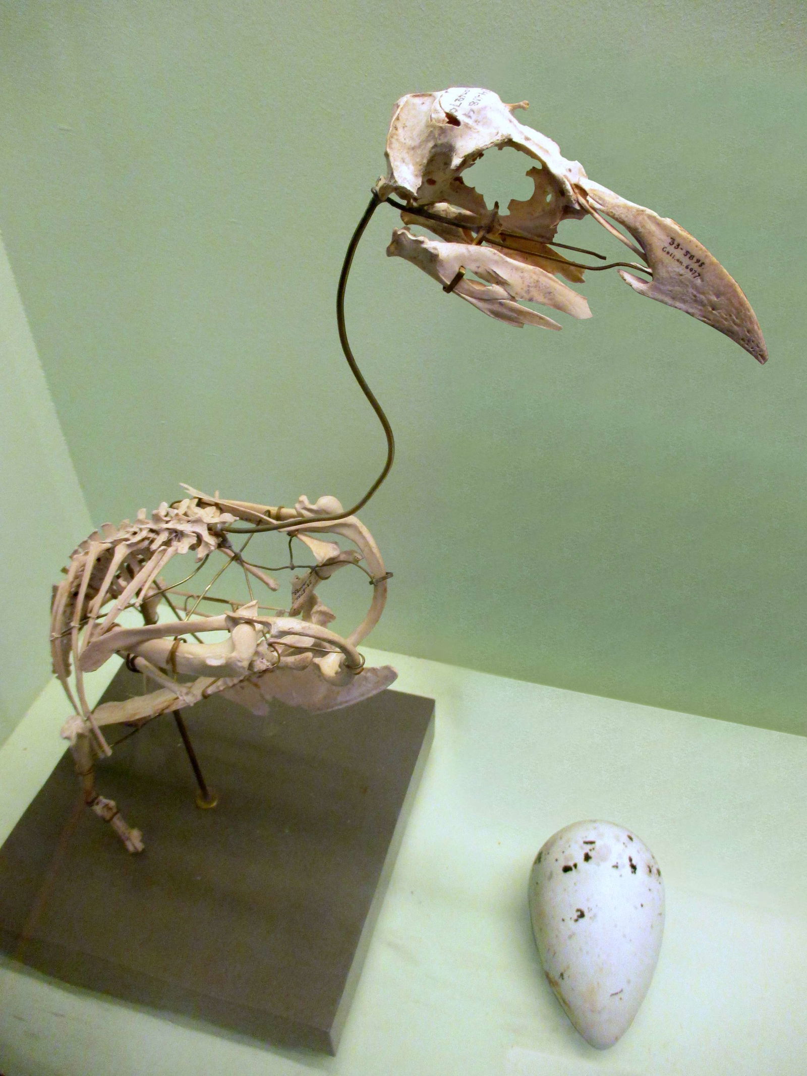 Göteborg Natural History Museum