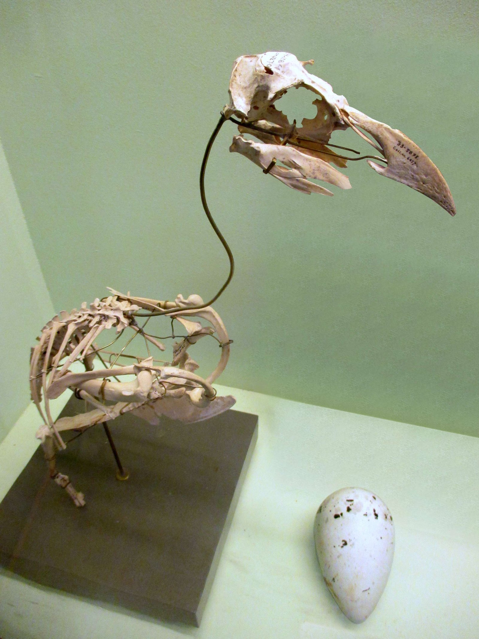 Göteborg Natural History Museum