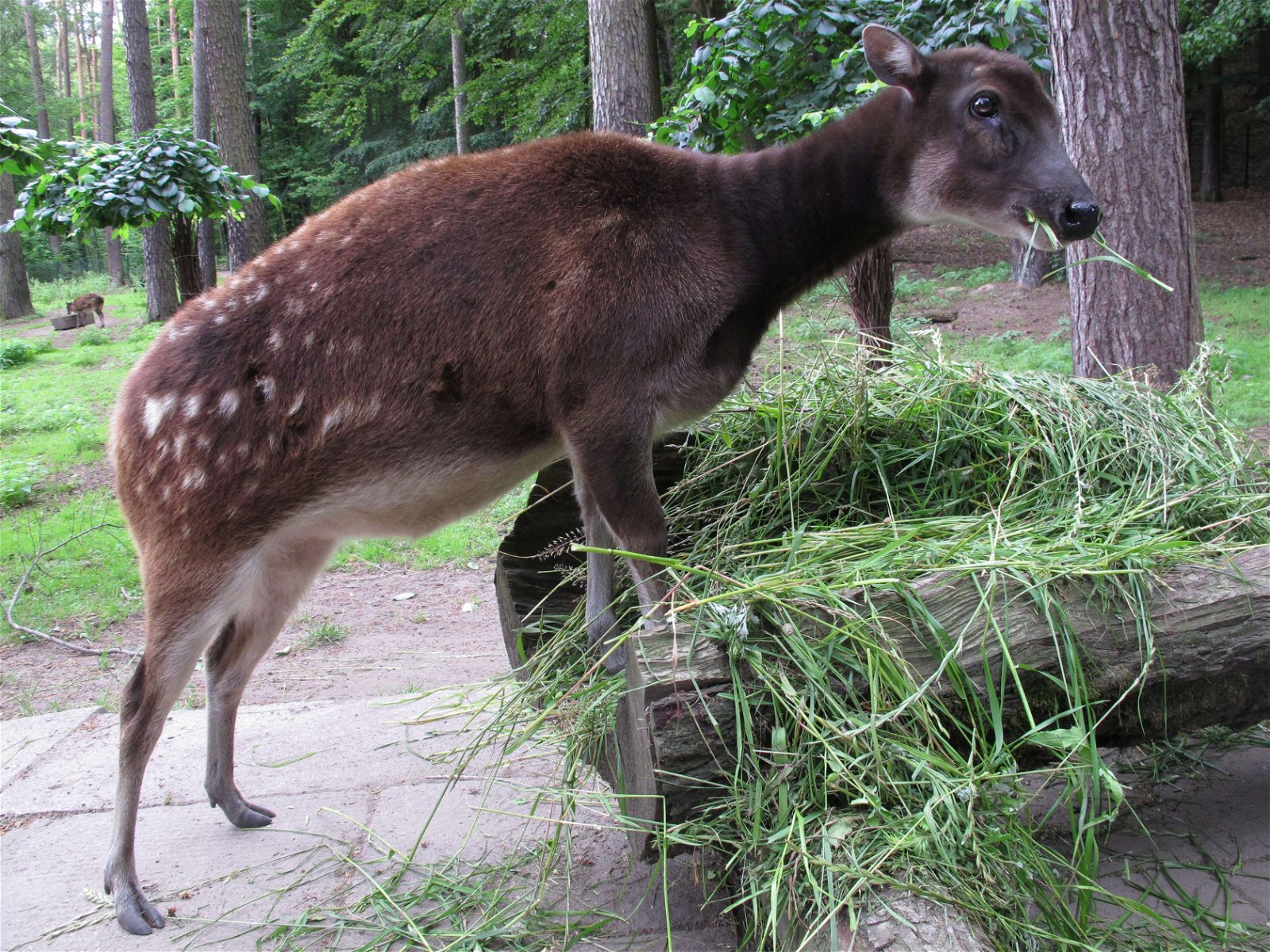 Oliwa Zoo Gdańsk