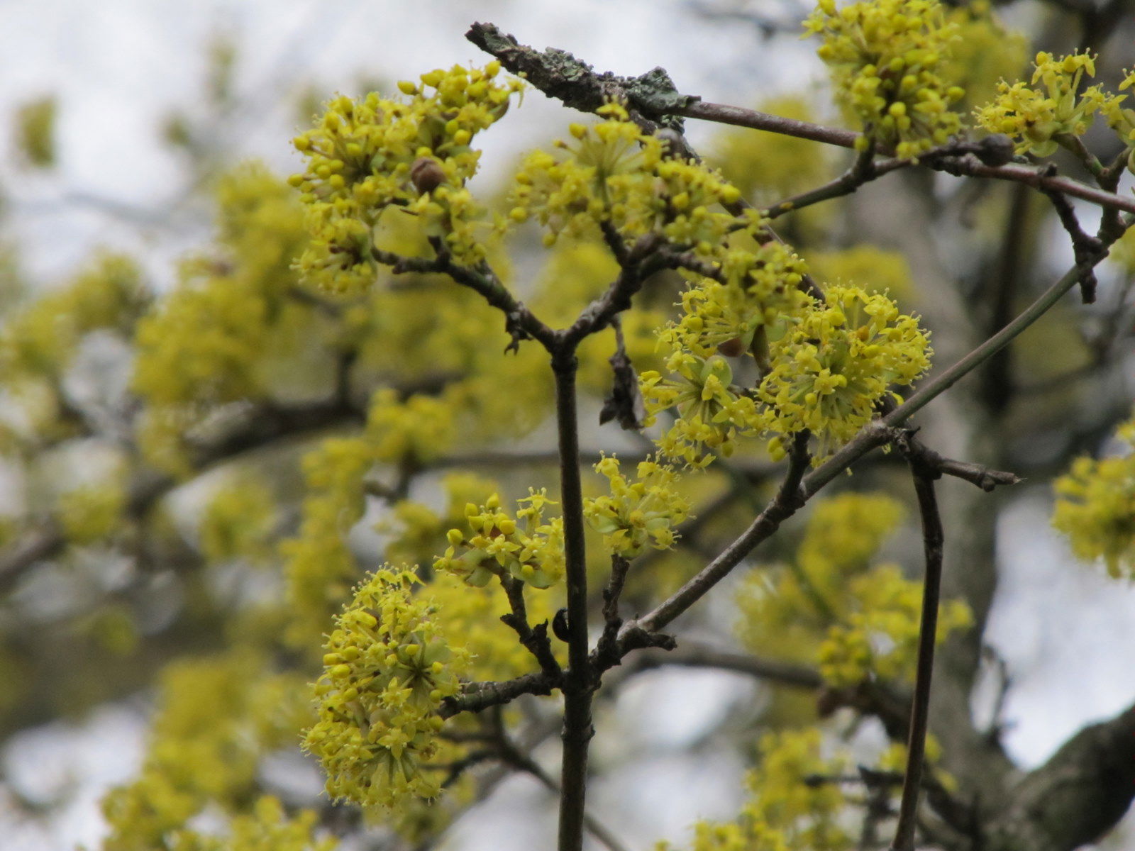 De wereld van Kina: de Tuin