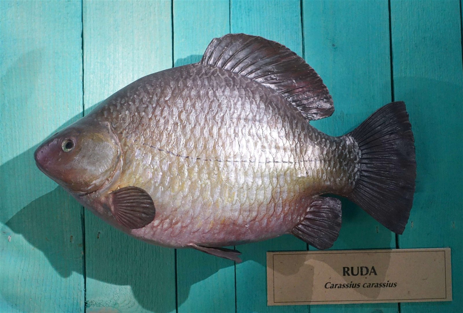 Swedish Museum of Natural History