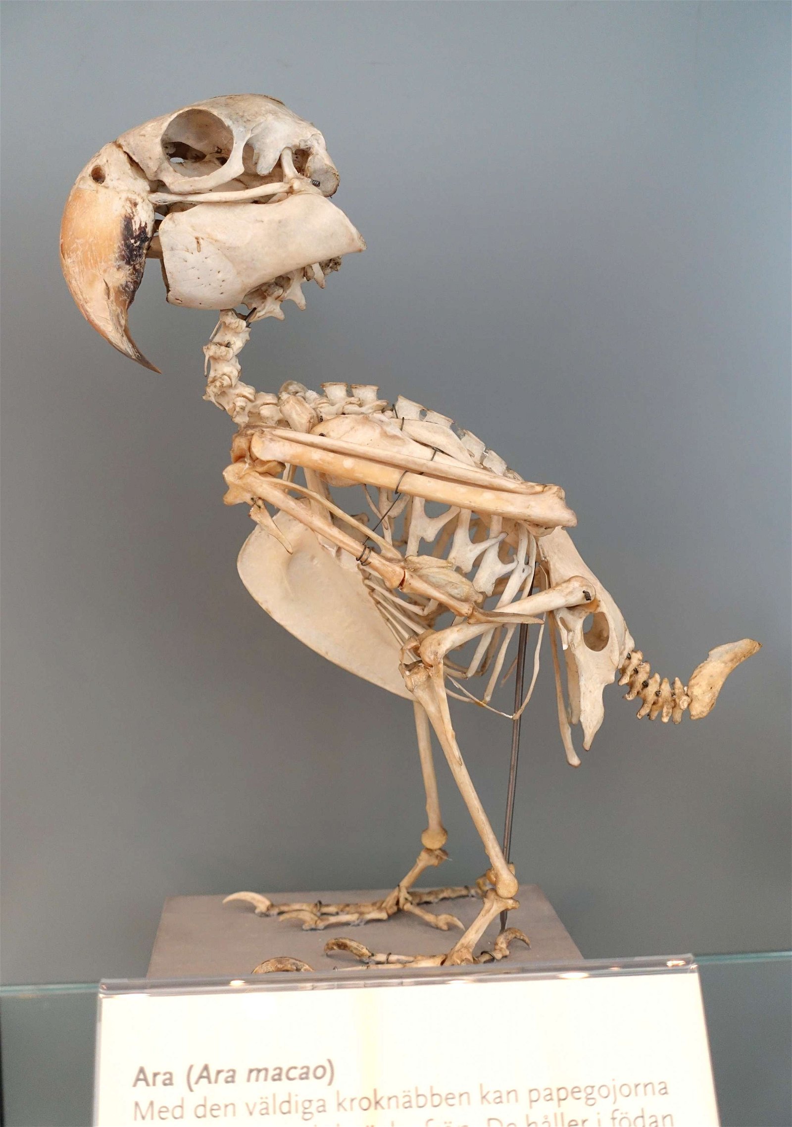 Swedish Museum of Natural History