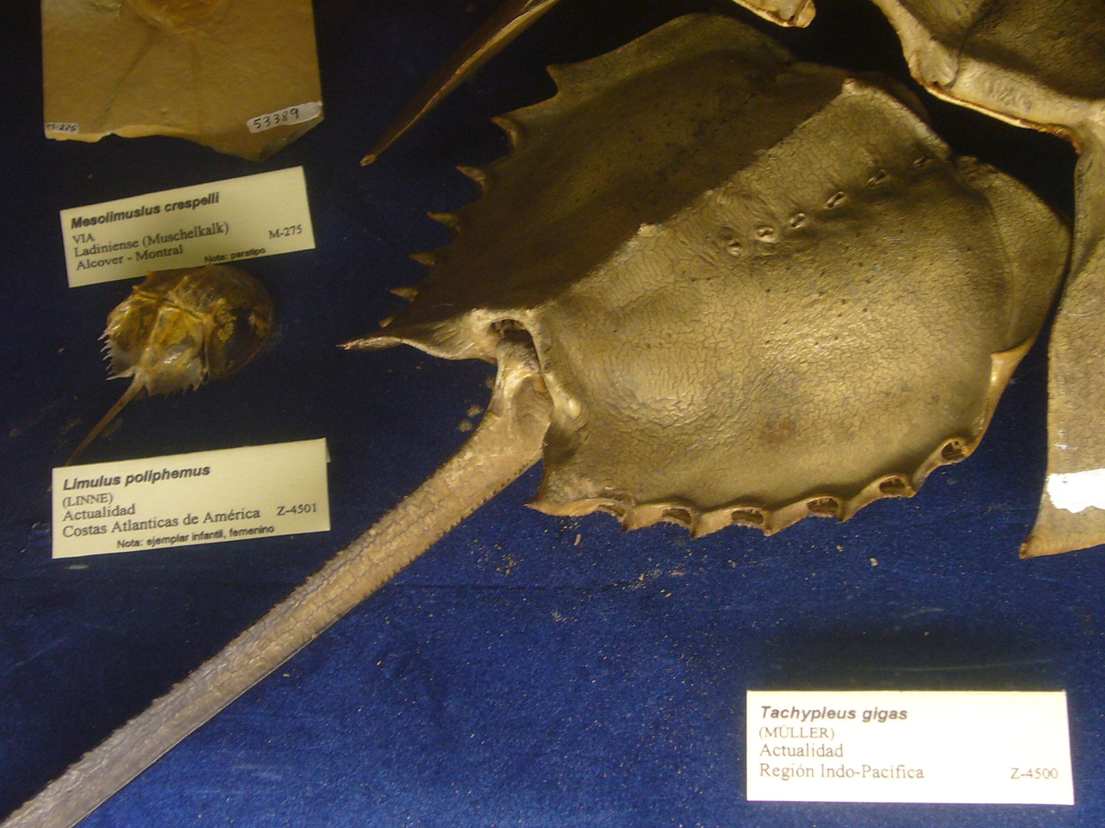 Museu Geologic del Seminari de Barcelona