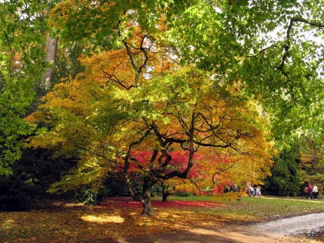 Westonbirt Arboretum