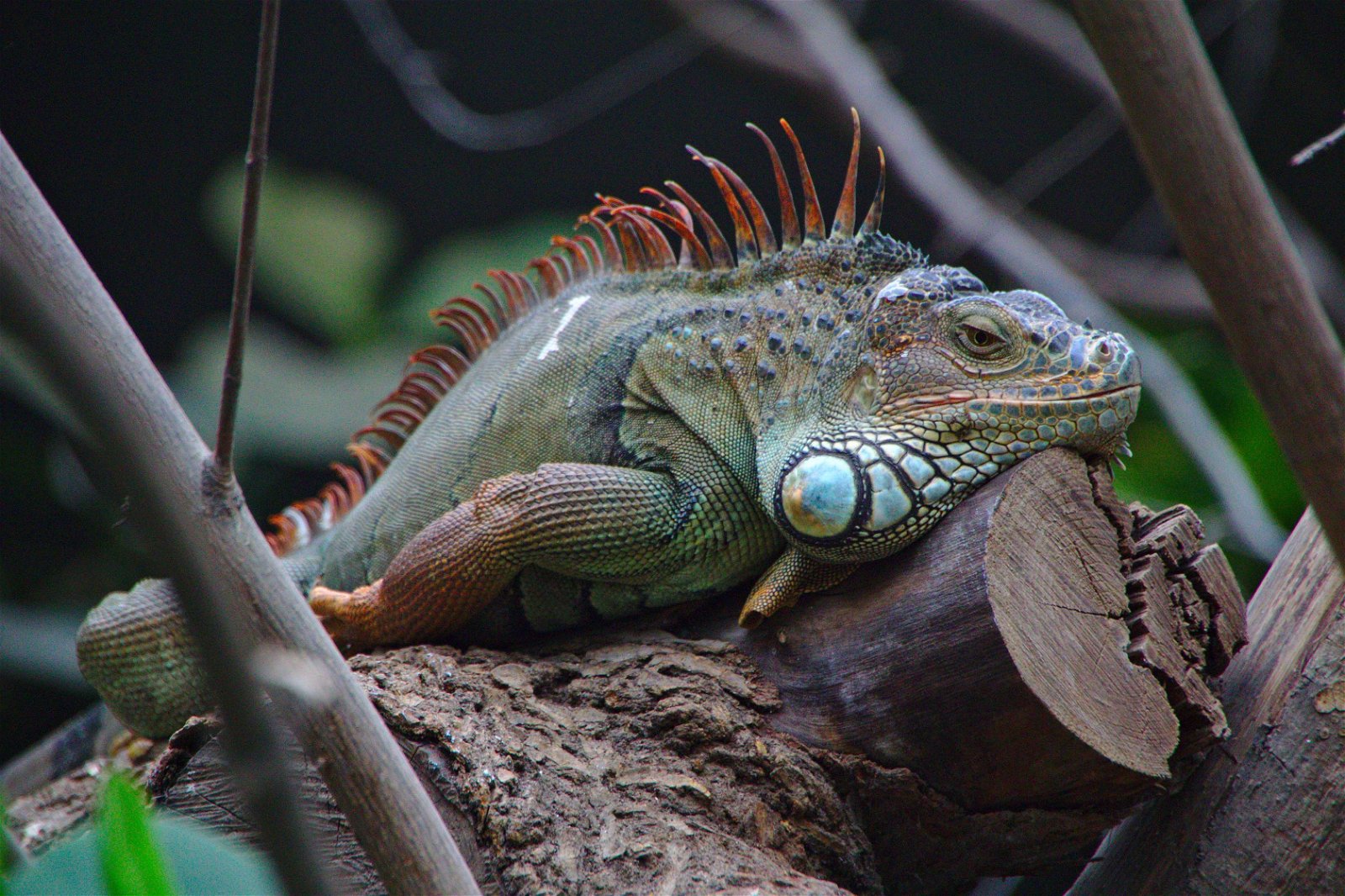 Parc zoologique de Paris