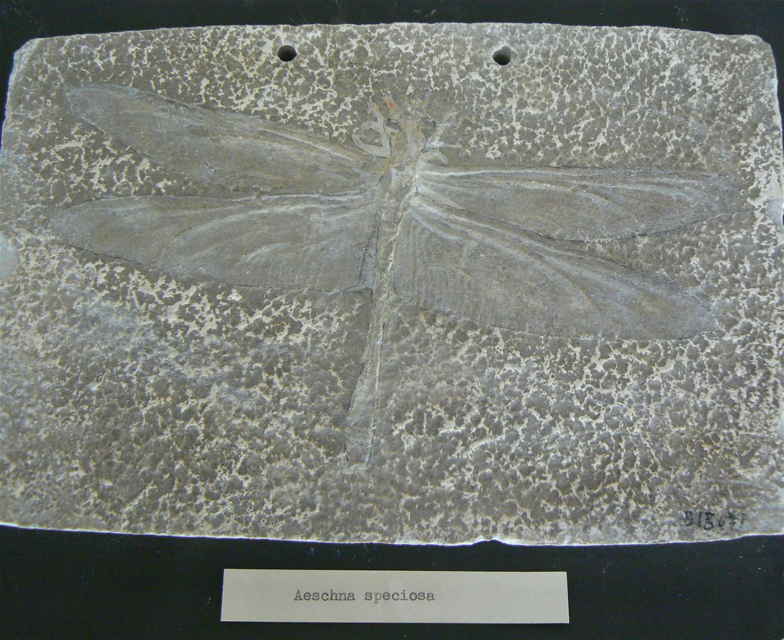 Gallery of Paleontology and Comparative Anatomy