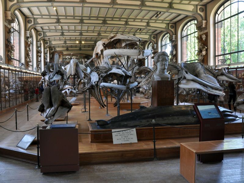 Gallery of Paleontology and Comparative Anatomy