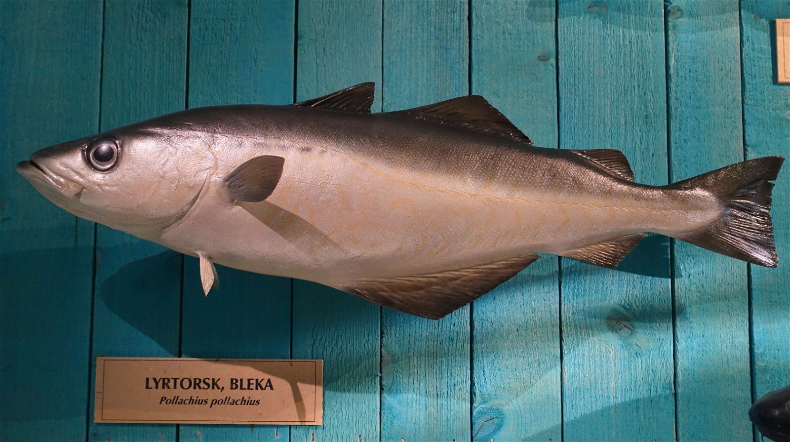 Swedish Museum of Natural History