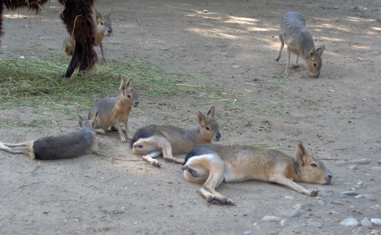 Budapest Zoo and Botanical Garden