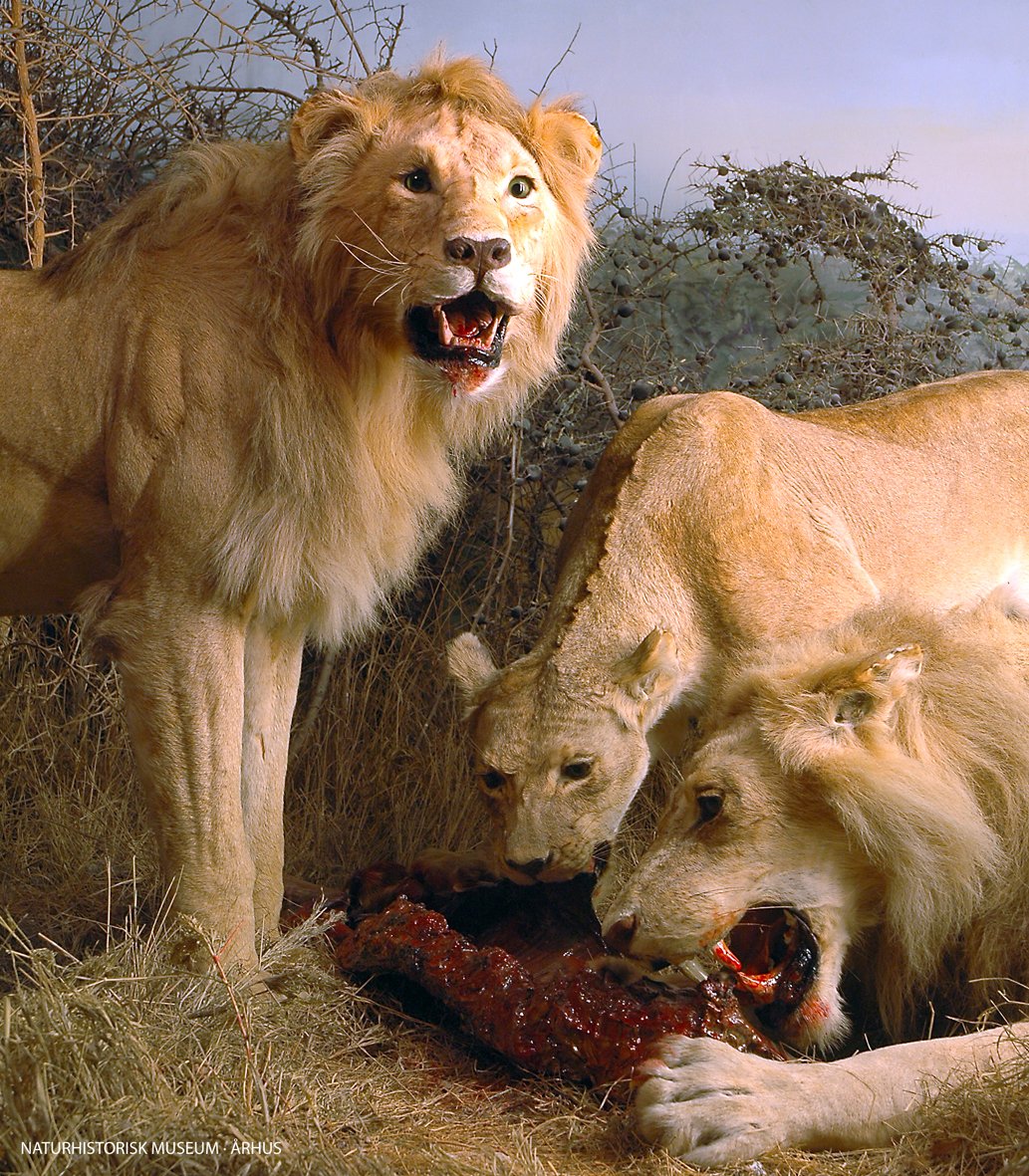 Natural History Museum Aarhus