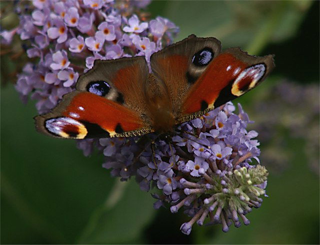 Ness Botanic Gardens