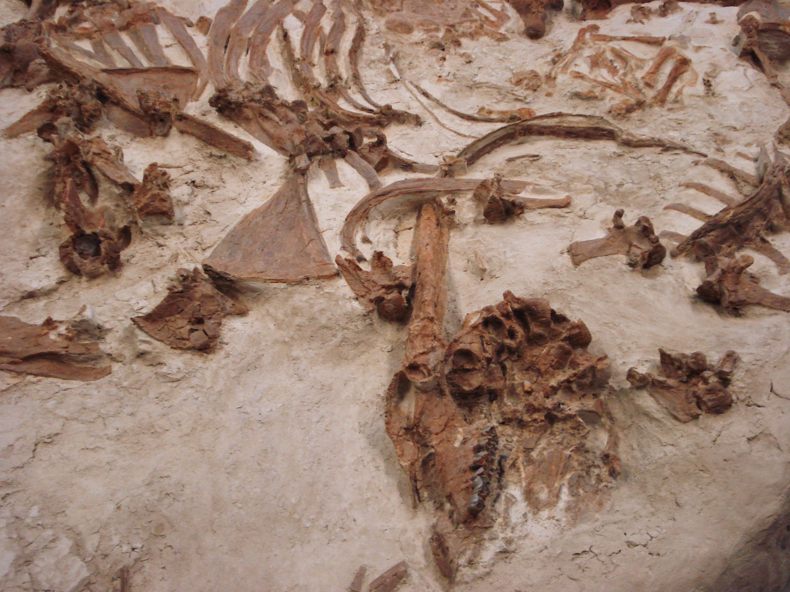 Staatliches Museum für Naturkunde Stuttgart