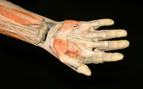 Body Worlds: The Happiness Project