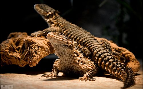 Reptielen Zoo Iguana