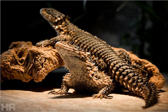 Reptielen Zoo Iguana