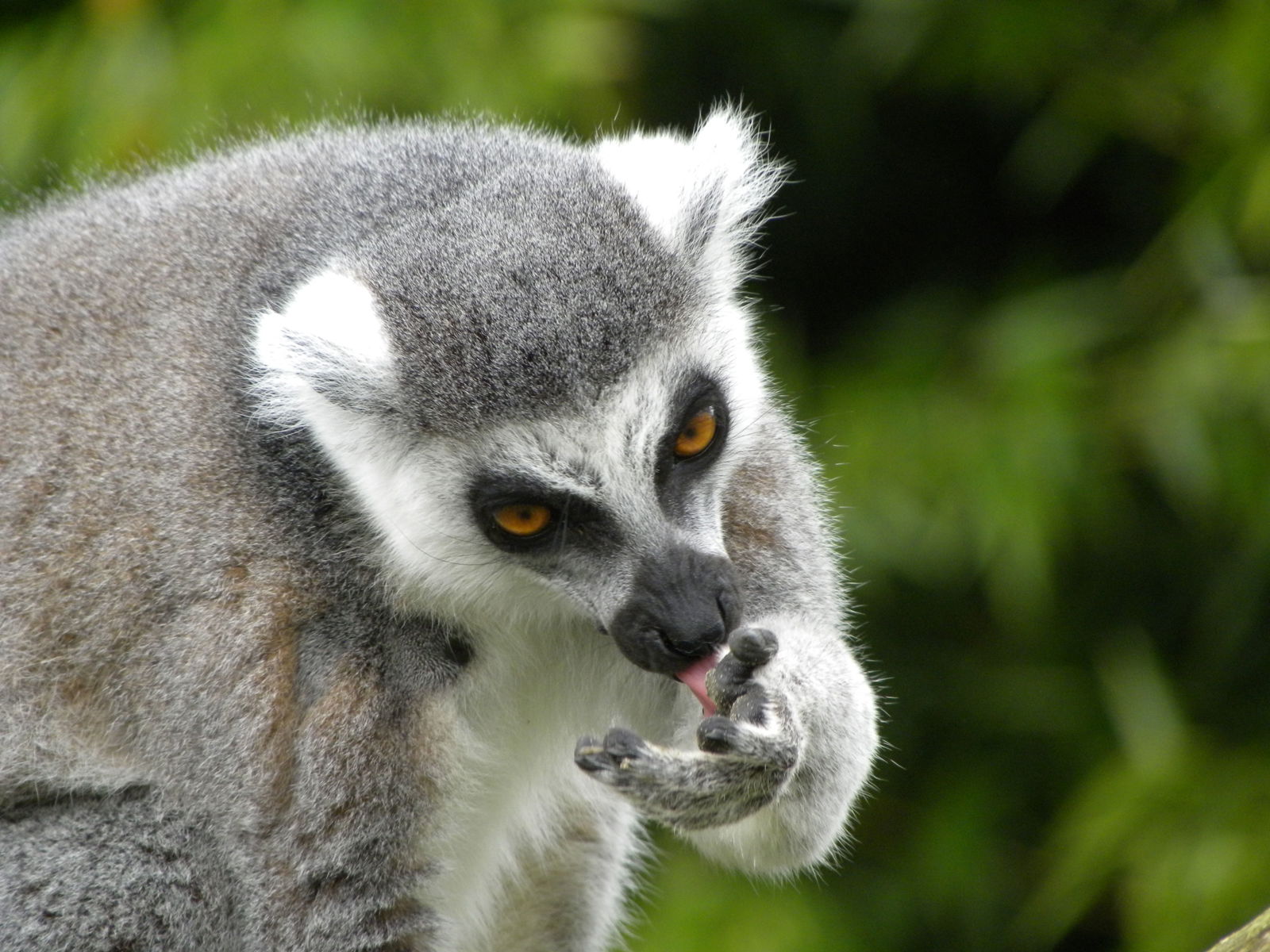 Openingstijden Zoo Parc Overloon (Overloon)