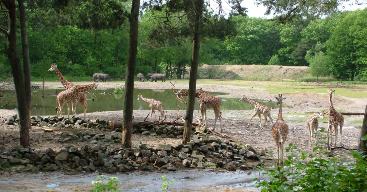 Hedendaags verder toespraak Tickets, Prijzen & Korting - Burgers' Zoo (Arnhem)