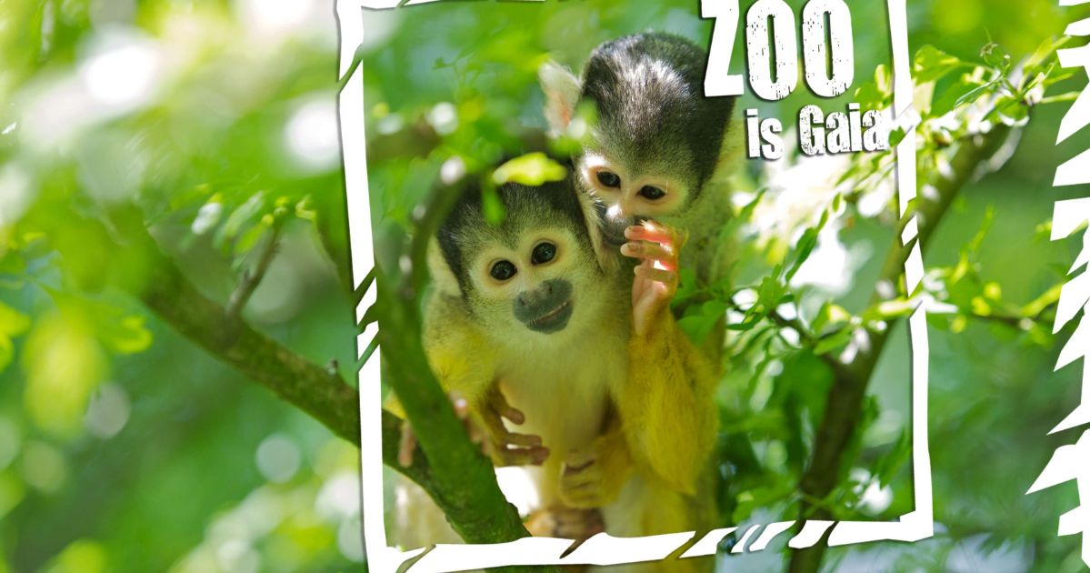 Openingstijden Dierentuin GaiaZOO (Kerkrade) Openingstijden Dierentuin GaiaZOO (Kerkrade)