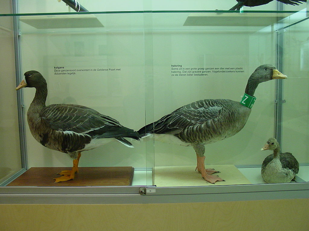 Natuurmuseum Nijmegen