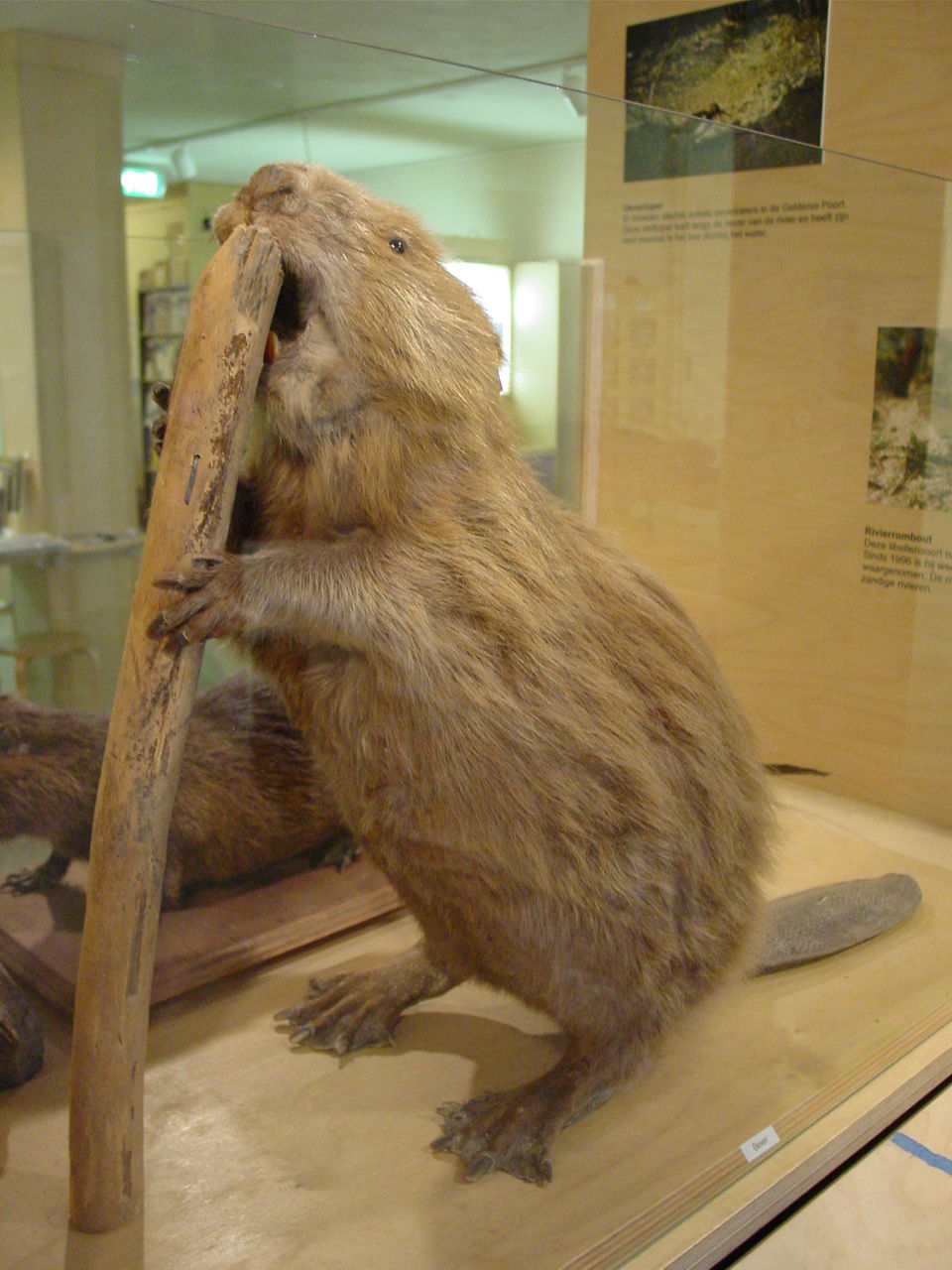 Natuurmuseum Nijmegen