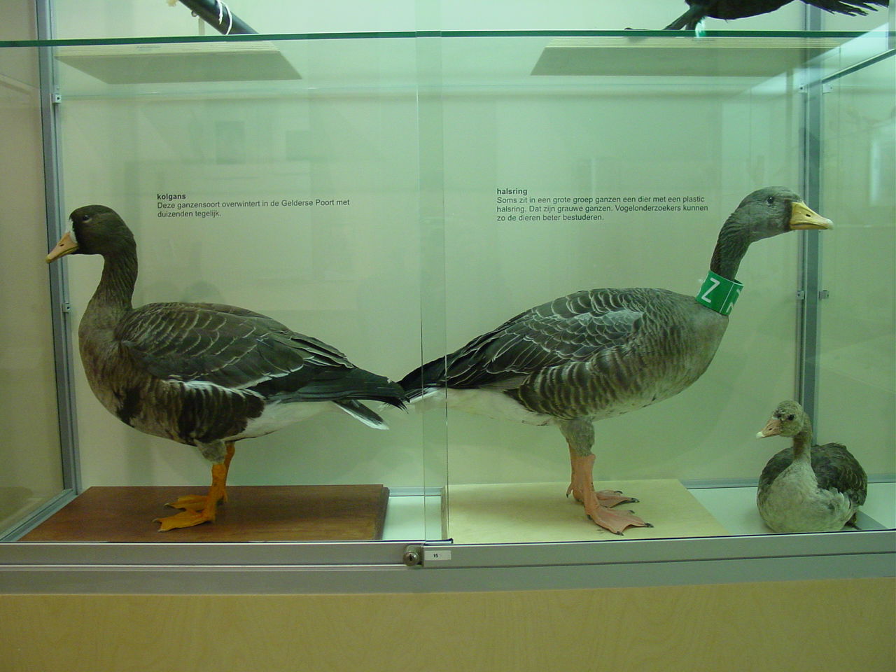 Natuurmuseum Nijmegen