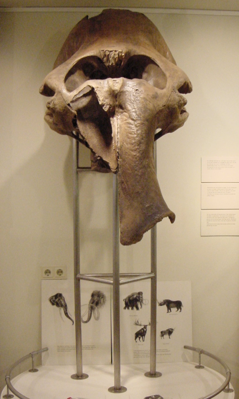 Natuurmuseum Nijmegen
