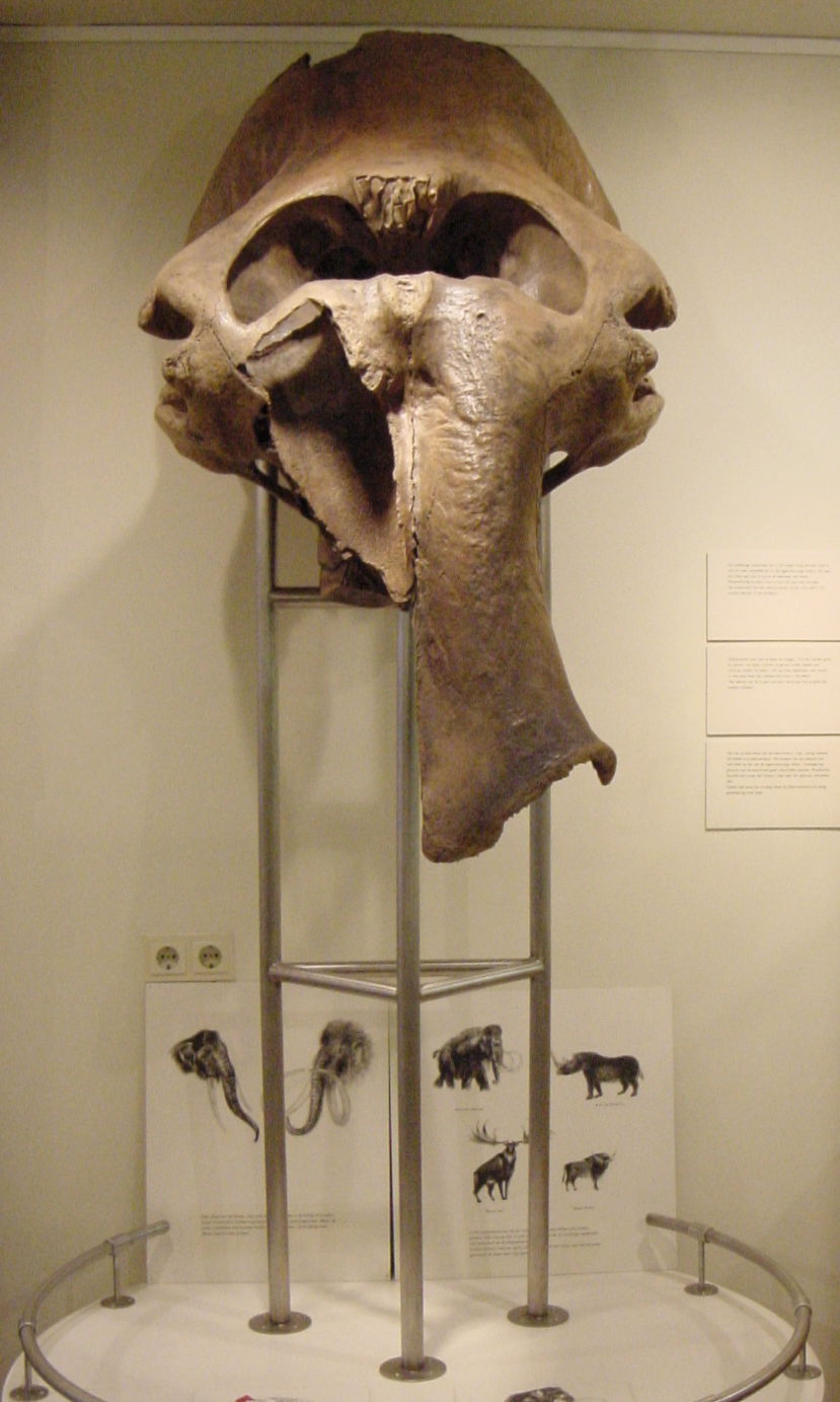 Natuurmuseum Nijmegen