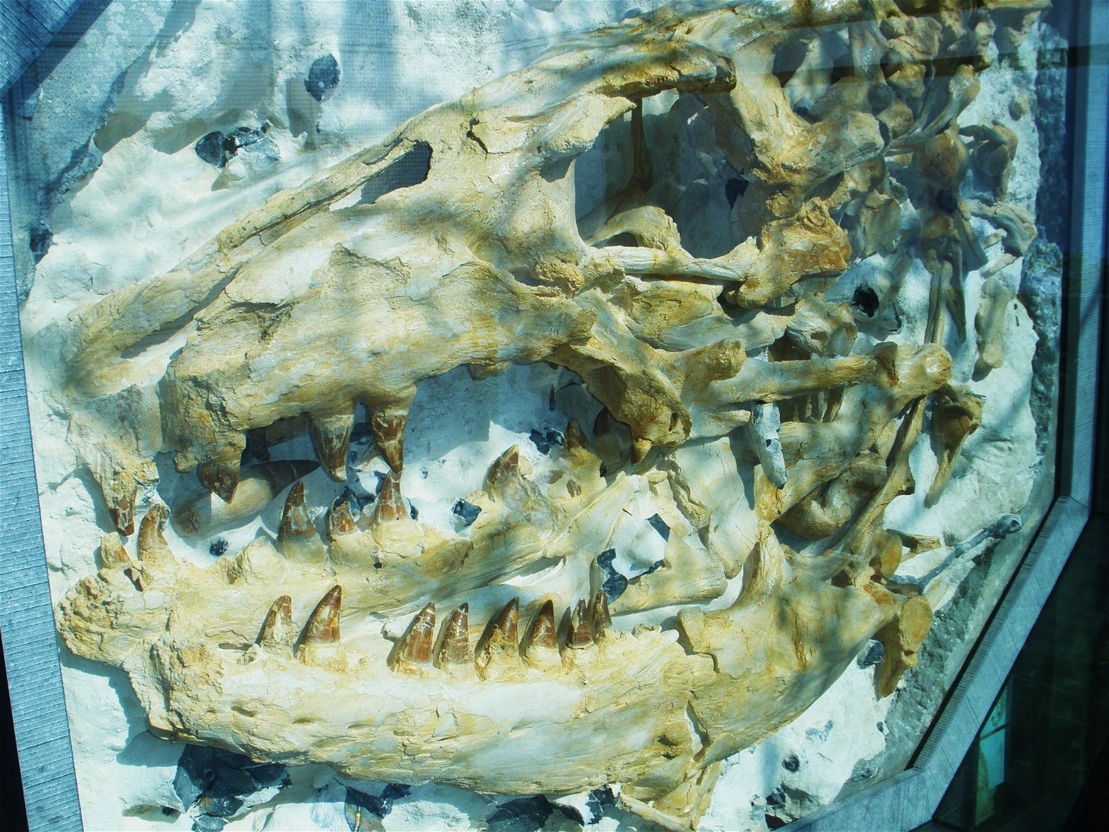 Natuurhistorisch Museum Maastricht