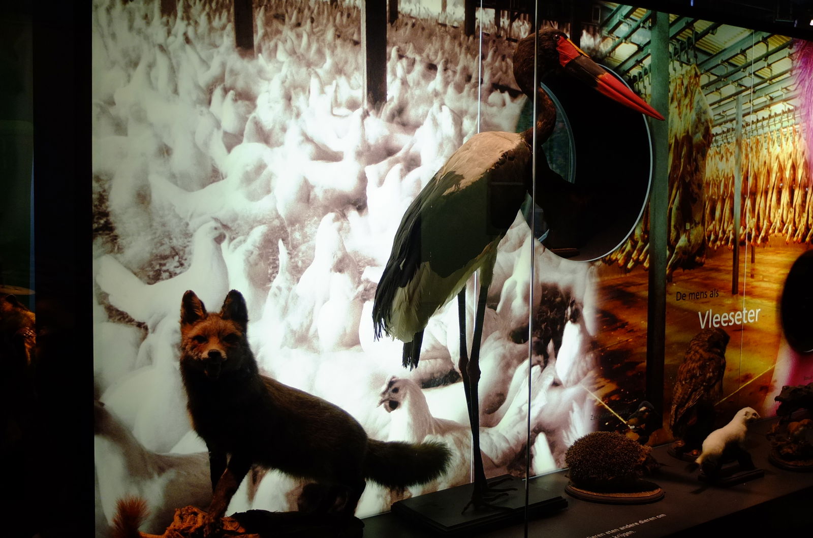 Natuurmuseum Brabant