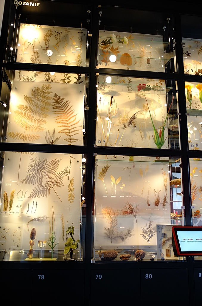 Natuurmuseum Brabant