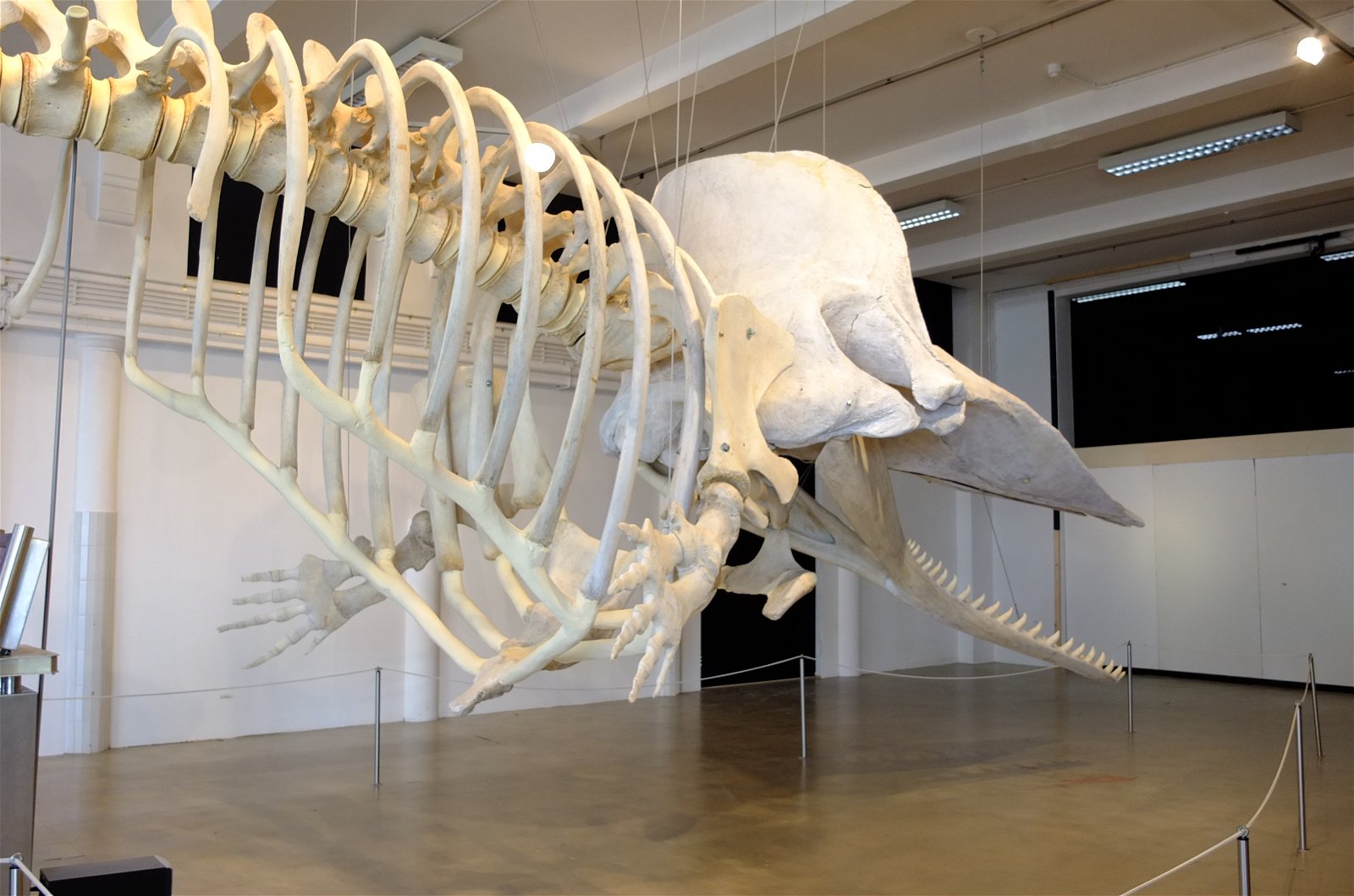 Natuurmuseum Brabant