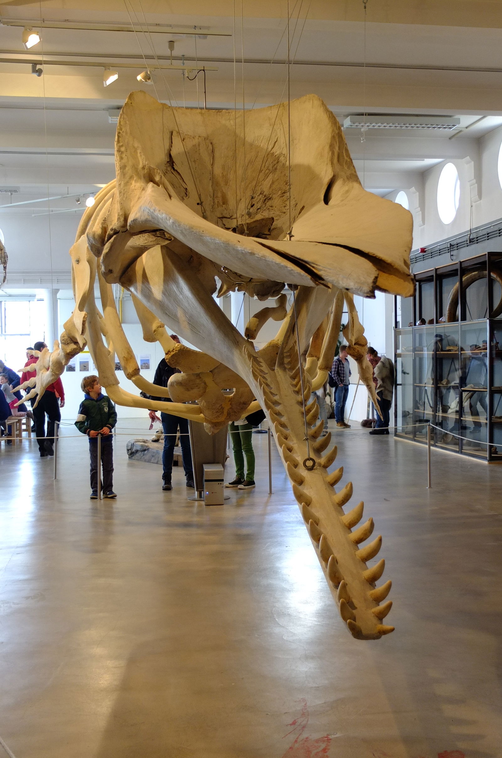 Natuurmuseum Brabant