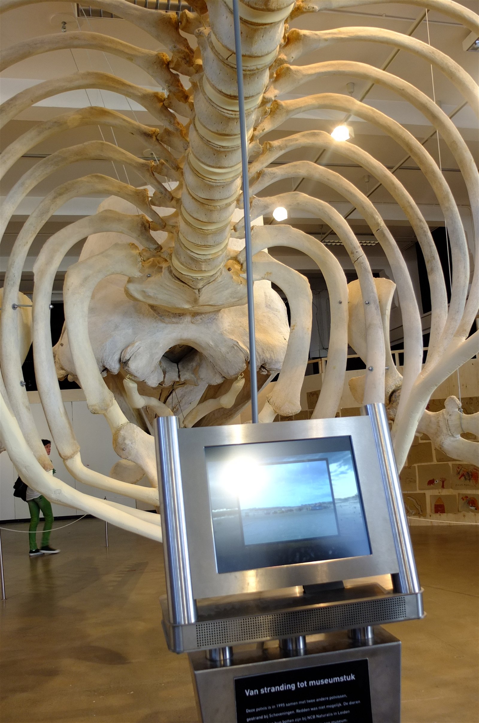 Natuurmuseum Brabant