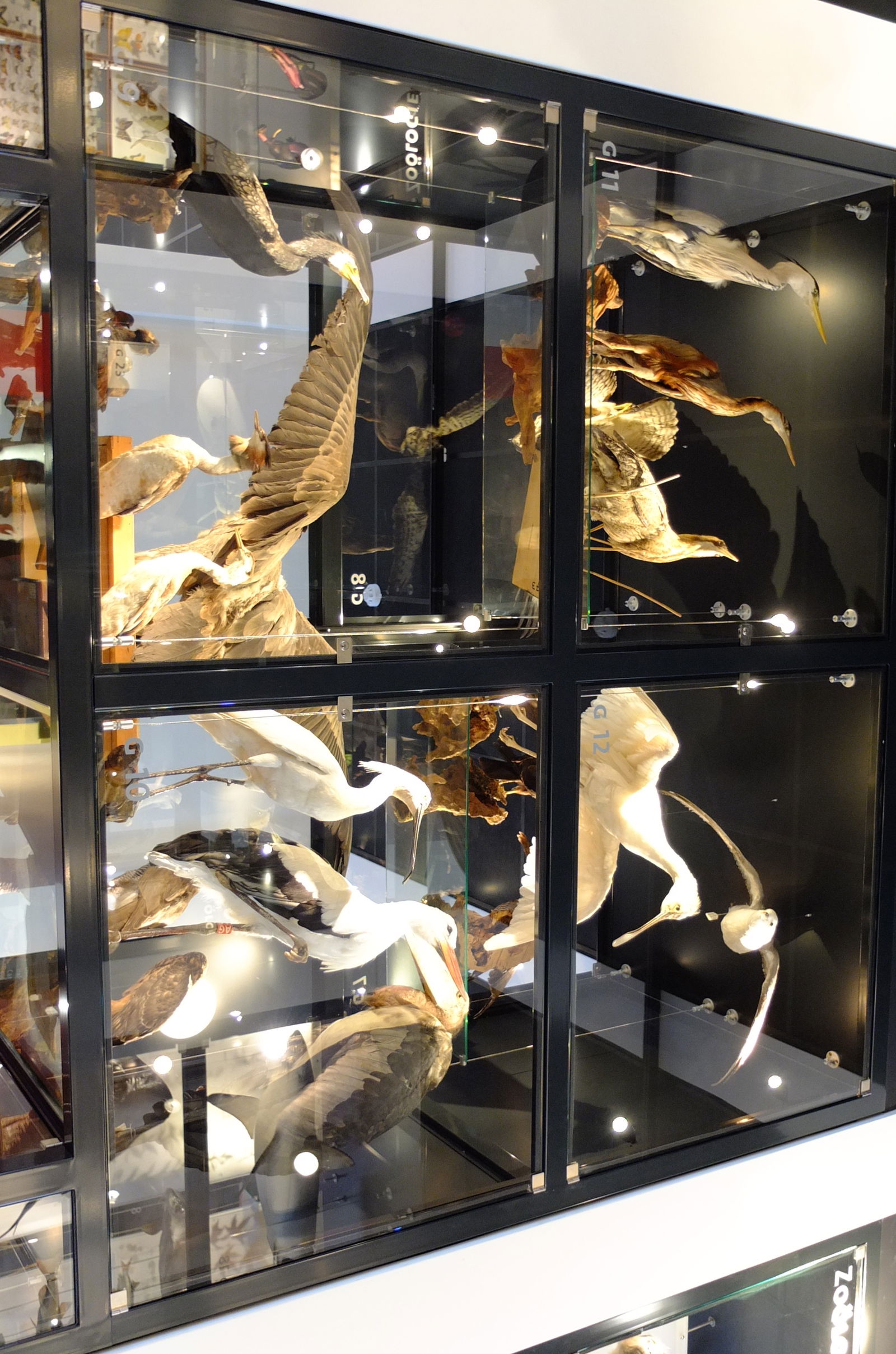 Natuurmuseum Brabant