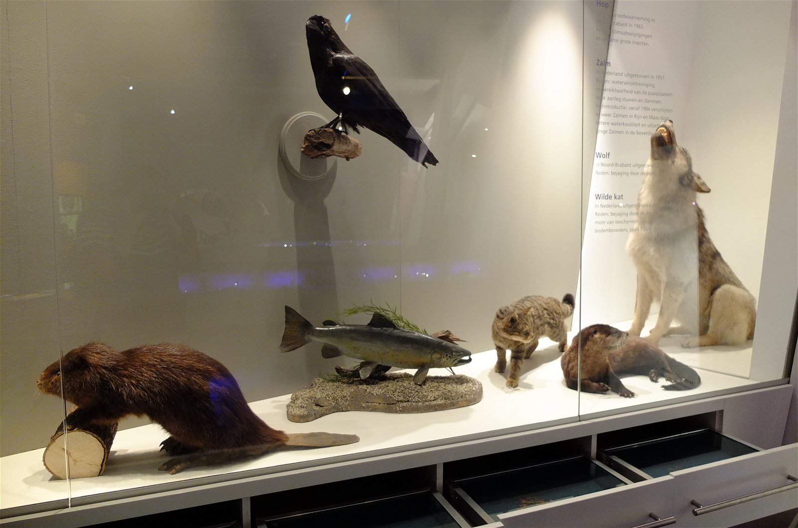 Natuurmuseum Brabant