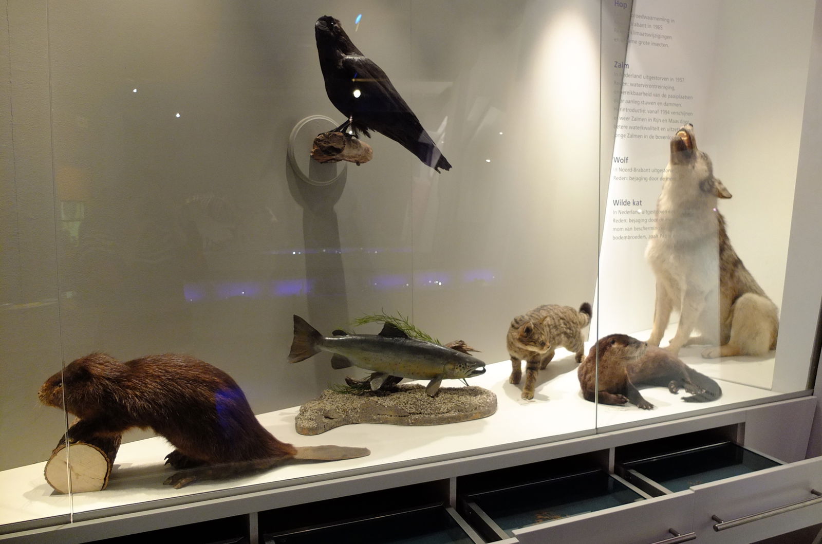 Natuurmuseum Brabant