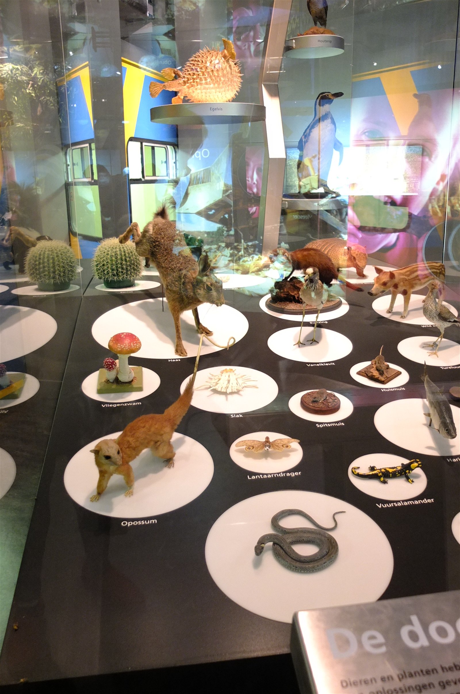 Natuurmuseum Brabant