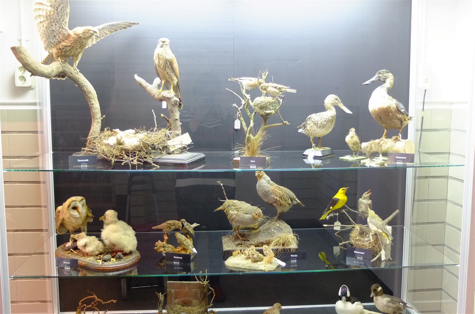 Natuurmuseum Brabant