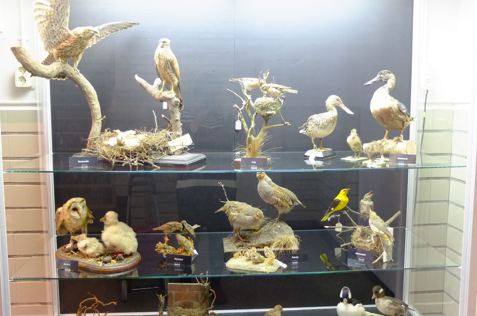 Natuurmuseum Brabant