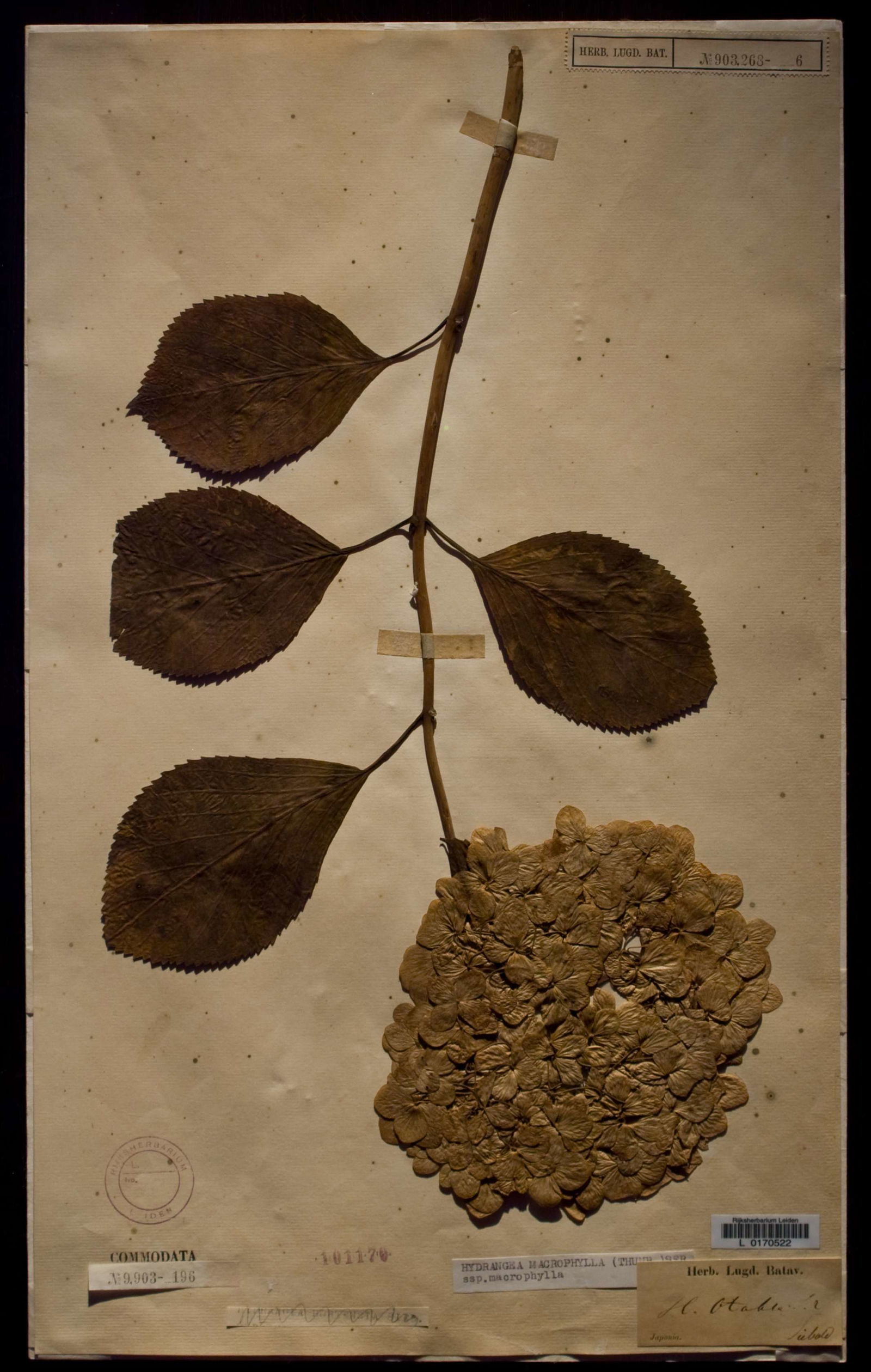 Japan Museum SieboldHuis